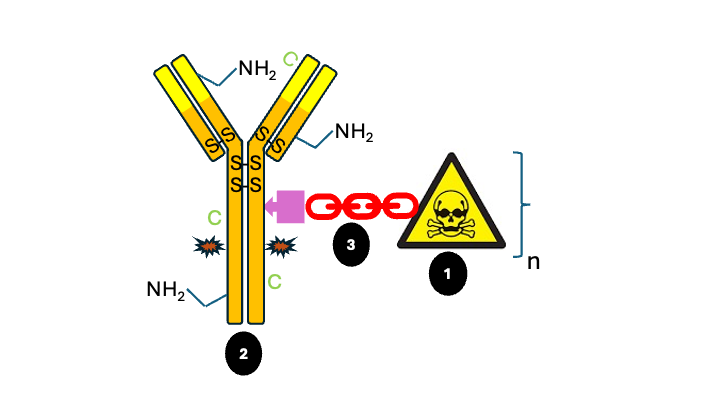 Antibody-drug conjugate ADC linker cytotoxic drug Cysteine Conjugation. ADCs. C = cysteine, NH2 groups that can be utilized for conjugation.