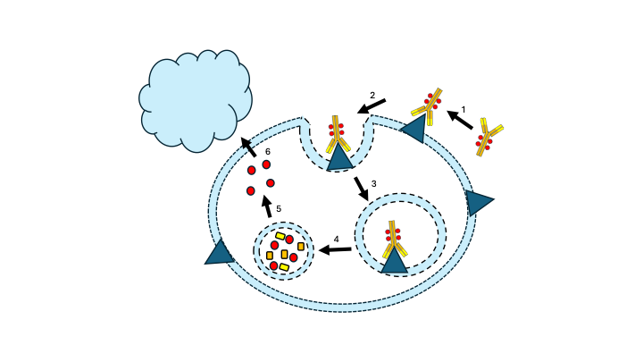 ADCs antibody-drug conjugate mode of action, mechanism of action